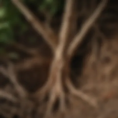 Roots Unearthed: American Ginseng in Soil Roots of American Ginseng in Soil