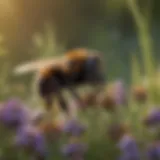 Rusty Patch Bumblebee in Wildflower Meadow