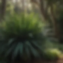 Lush saw palmetto grass in a garden setting