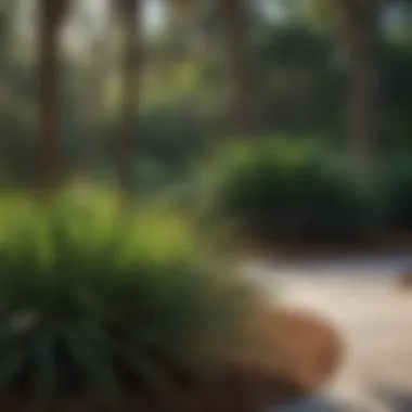 Sleek Saw Palmetto Grass in Modern Landscaping Saw palmetto grass in a landscaped area with a modern design