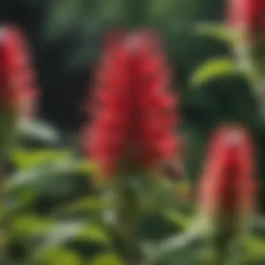 Vibrant Scarlet Bee Balm Blossom