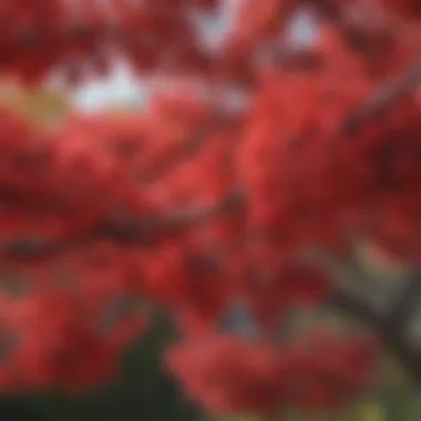 Scarlet Symphony: A Close-Up of Red Flowering Tree Blossoms