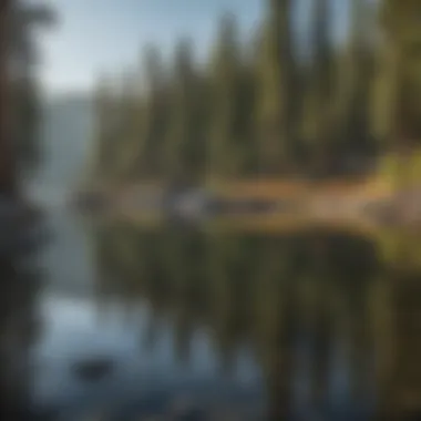Tranquil Forest Surrounding Lake Tahoe