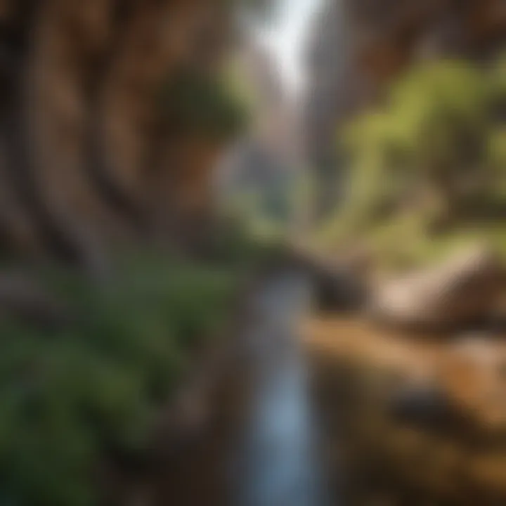 Tranquil Canyons in Coronado Serene Canyons of Coronado National Forest