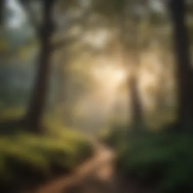 Tranquility Amongst Oak Woodlands Serene Oak Woodland Landscape