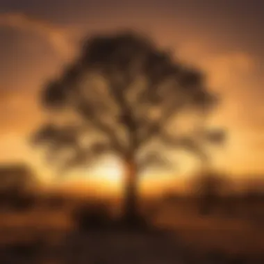 Silhouetted Mesquite Tree Against Texan Sunset Silhouetted Mesquite Tree Against Texan Sunset