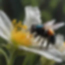 A close-up of a small carpenter bee collecting nectar from a flower