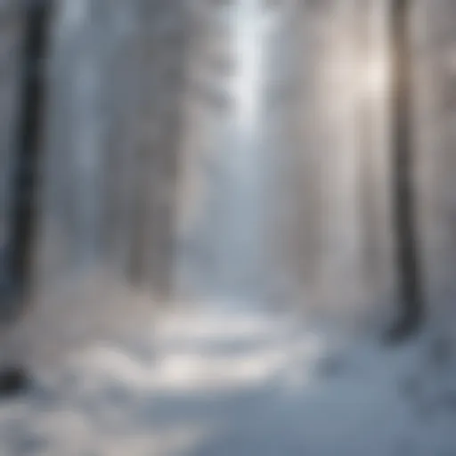 Snow-covered forest in winter