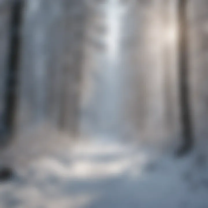 Snow-covered forest in winter