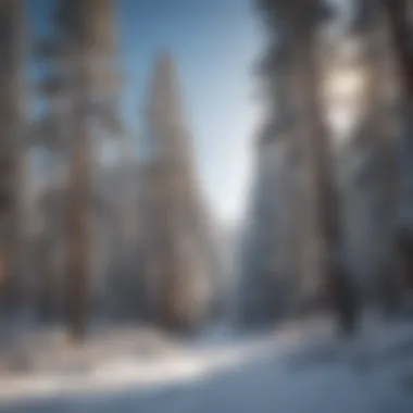 Snow-covered pine trees at Apache Ski Resort