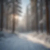 Snow-covered pine trees at Lake Arrowhead Ski Resort