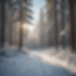 Snow-covered pine trees at Lake Arrowhead Ski Resort