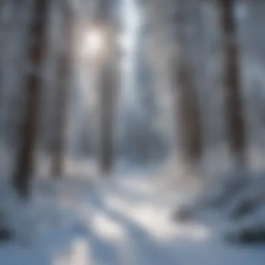 Snow-covered trees creating a picturesque scene at Lee Canyon Ski Area