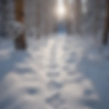 Tranquil Path Through the Winter Wilderness Footprints in fresh snow leading into the forest
