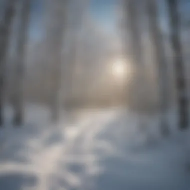 Snow-covered trail winding through Aspen trees