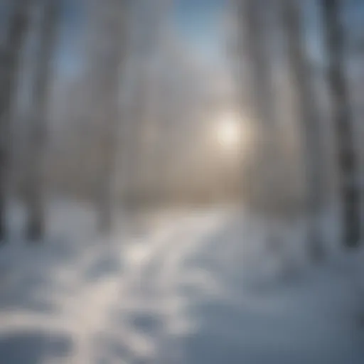 Snow-covered trail winding through Aspen trees