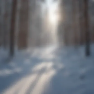 Glistening Snowy Trails Glistening Snowy Trails in West Yellowstone Winter Wonderland