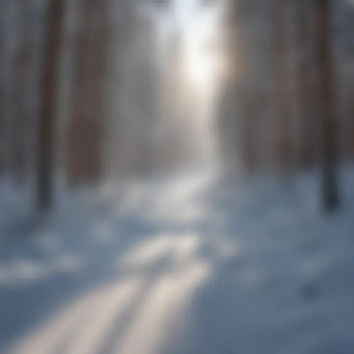 Glistening Snowy Trails Glistening Snowy Trails in West Yellowstone Winter Wonderland