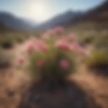 Blossoms in the Barren Colorful desert wildflowers blooming in arid landscape