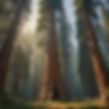 Ancient Giants of the Forest Majestic sequoia tree in a lush forest setting