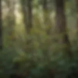 Botanical intricacies of Southern Smilax
