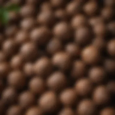 Stacks of black walnuts symbolizing profitability