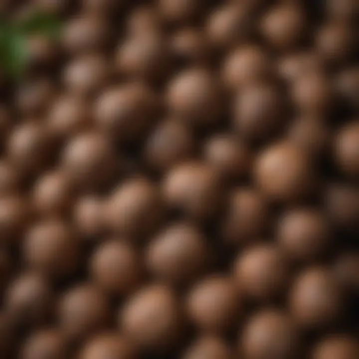 Stacks of black walnuts symbolizing profitability