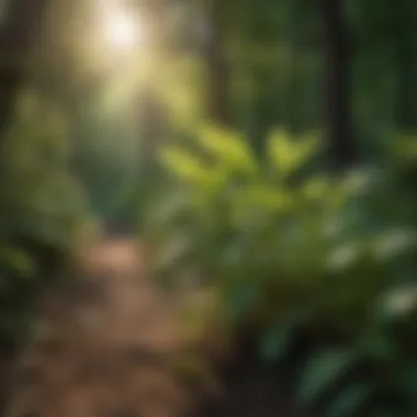 Strategic Knotweed Control Methods Strategic Knotweed Control Methods
