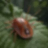 Close-up of a tick on a leaf, showcasing its distinctive features