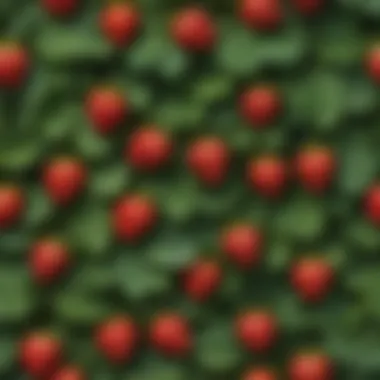 A close-up illustration depicting the unique leaf patterns of different strawberry plant species