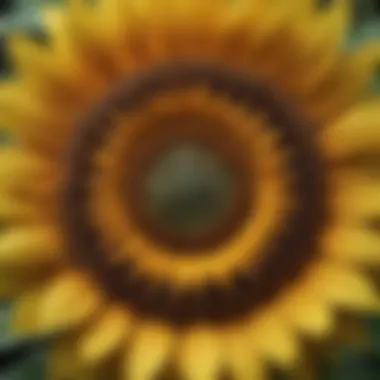 Intricate Center Structure of a Sunflower Sunflower anatomy diagram showing intricate details of the center structure