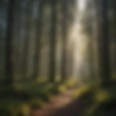 Nature's Spotlight: Sunlight in Oregon Forest Sunlight filtering through dense forest canopy in Oregon