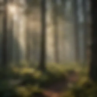 Sunlight filtering through dense forest foliage
