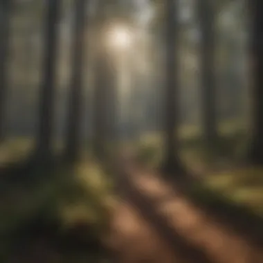 Nature's Canvas: Sunlight Through Pine Forest Sunlight Filtering Through Pine Forest