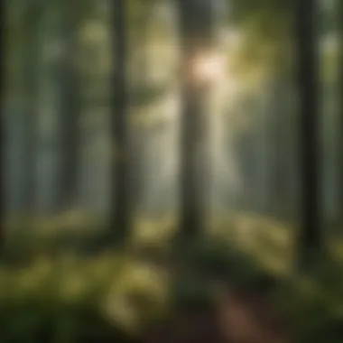 Nature's Radiance Through Canopy Sunlight Peeking Through Forest Canopy
