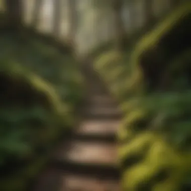 Sunlit Moss-Covered Rocks at Staircase Hike