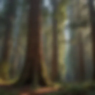 Sunlit Redwood Forest Canopy