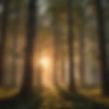Sunset Glow Through Southern Forest Canopy