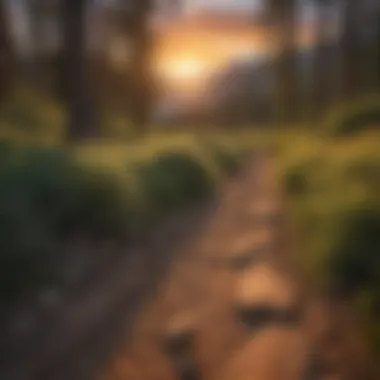 Sunset casting golden hues over the Colorado Trail