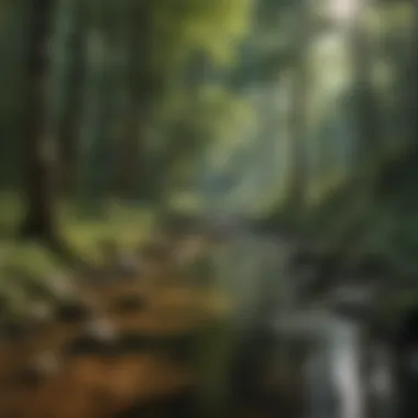 Tranquil Stream of Tallulah Forest Crystal clear stream meandering through Tallulah forest