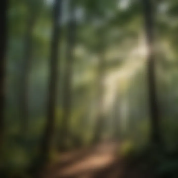 Sunlight filtering through the dense canopy of Tallulah forest