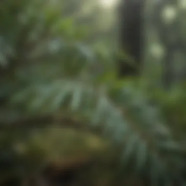 Tea Tree Leaves Close-Up with Water Droplets