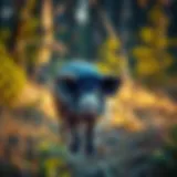 A scenic view of Texas wilderness during hog hunting season