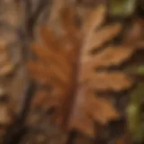 Close-up of intricate oak leaf veins