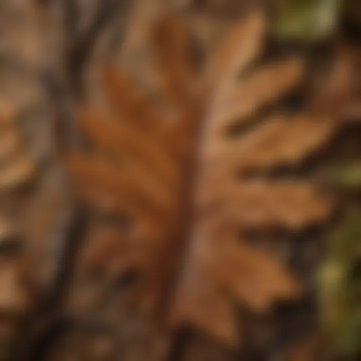 Close-up of intricate oak leaf veins