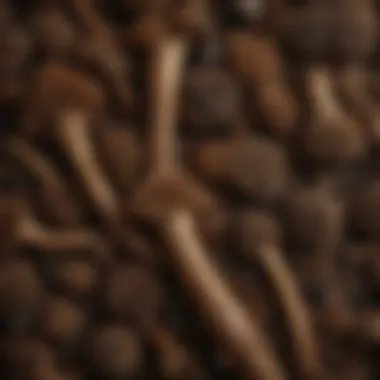 Capturing the Intricate Texture of Morel Mushrooms Exquisite close-up of the texture of morel mushrooms