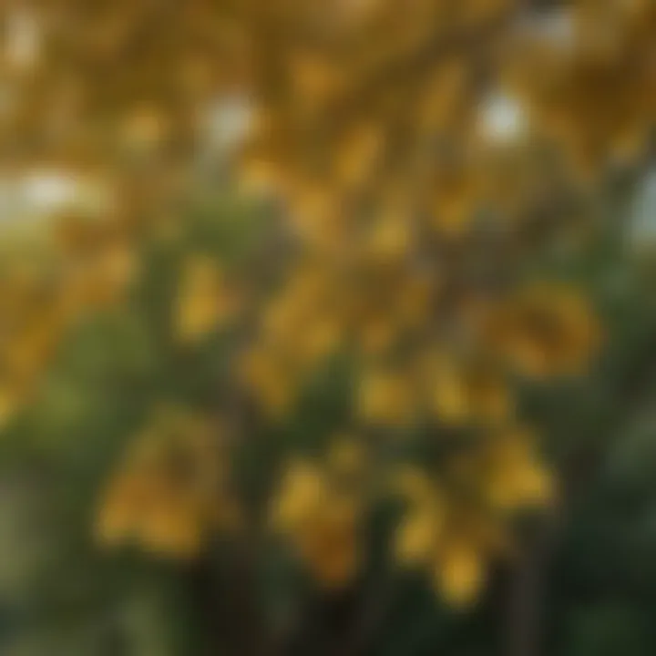 A close-up of the leaves of the Chinese tallow tree, showcasing their unique shape and texture.