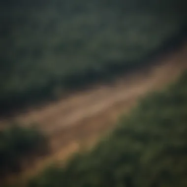 Contrast Between Deforestation and Pristine Forests An aerial view of deforested land juxtaposed with untouched forest areas