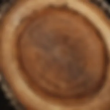 Understanding Tree Age Through Rings A close-up of tree rings revealing the age and history of a tree