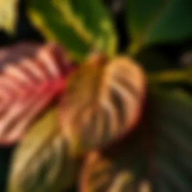 Close-up of dogwood leaves displaying their unique texture and color